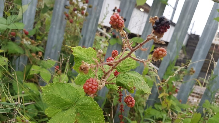 RASPBERRY