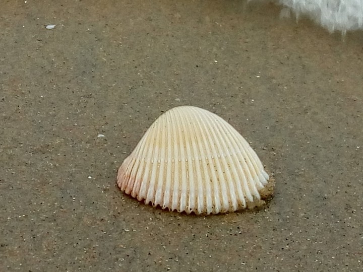 sea shore