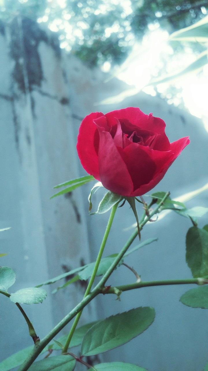 Red Rose
