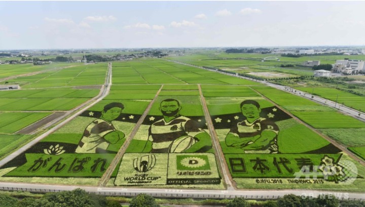 elaborate rice field art - rugby team