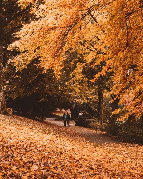 path, tree Hintergrundbilder