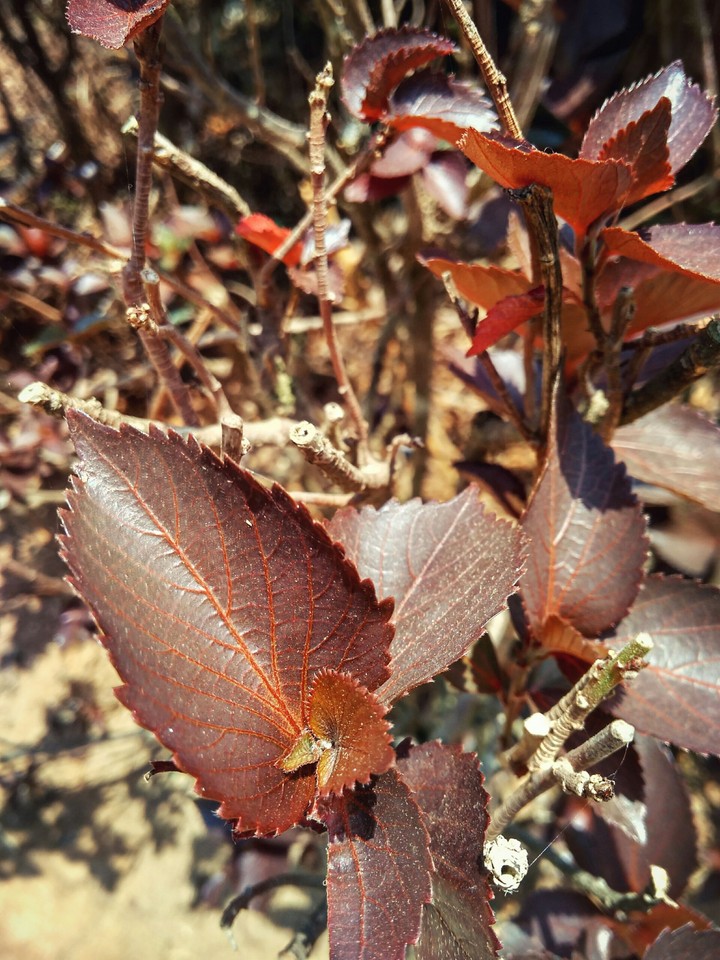 leaves