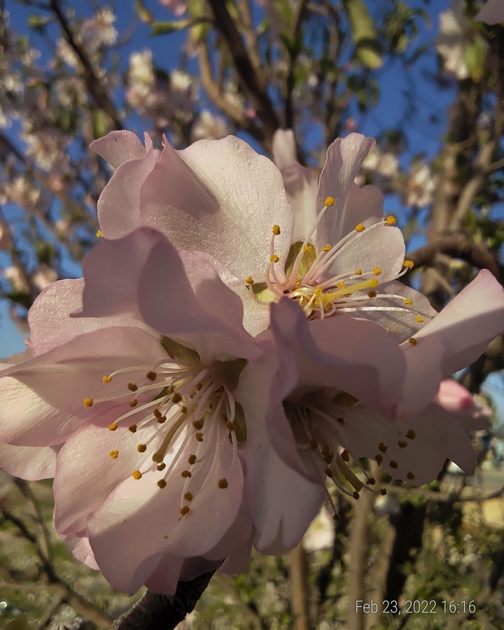 First arrival of spring