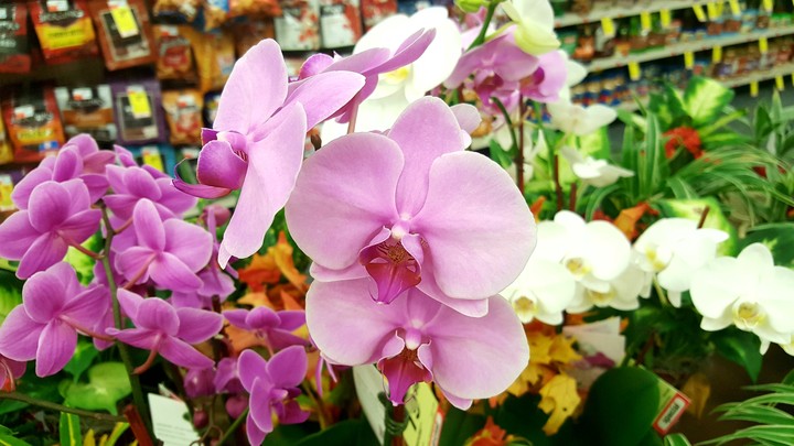 flower shopping