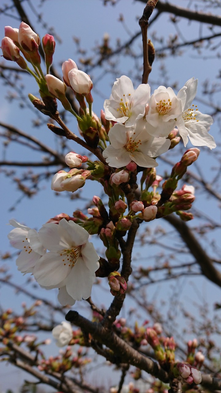 SAKURA  Muromi