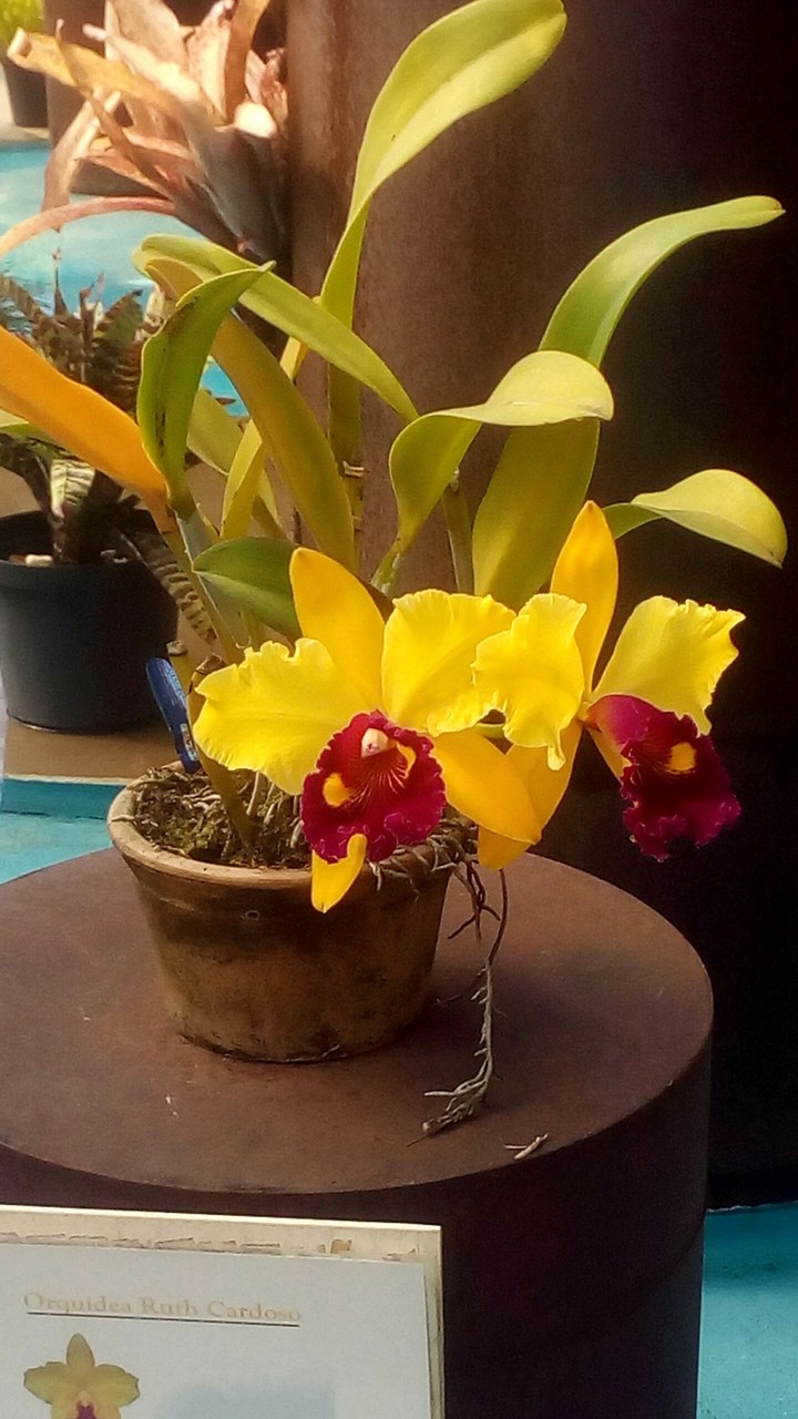 Orquídeas