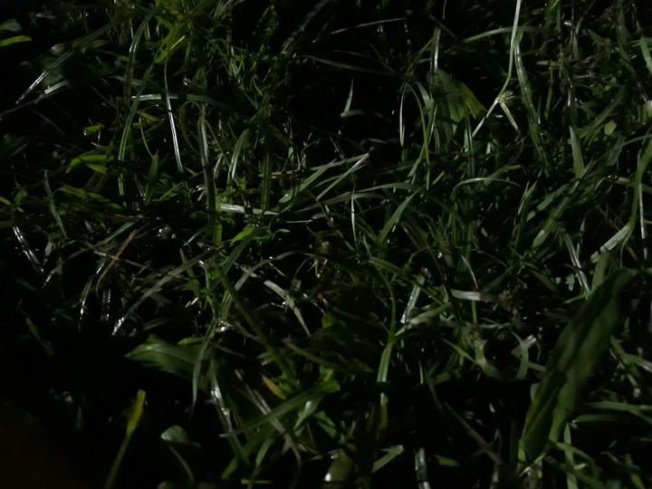 GRASS