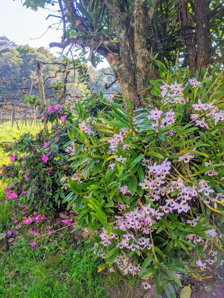 Flowers in the field