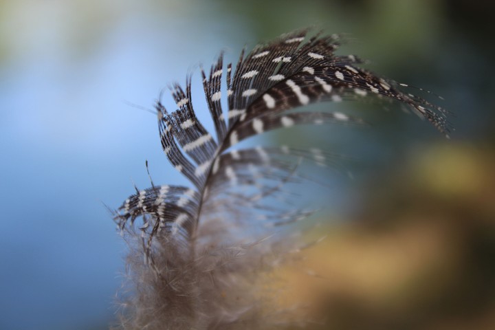 Feather