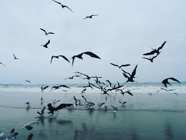 aves