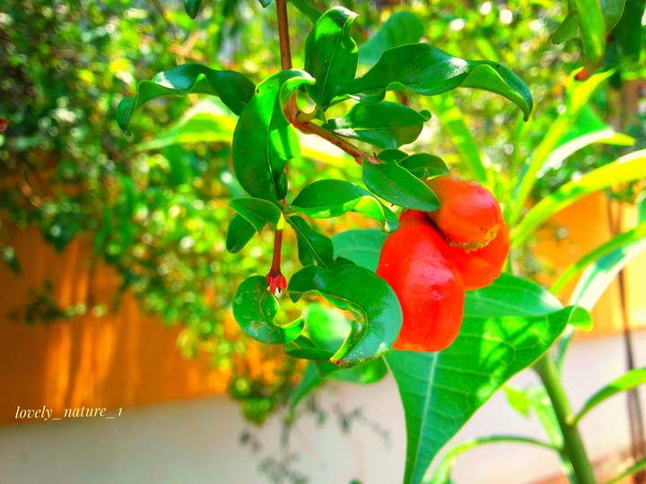 Tiny pomegranate