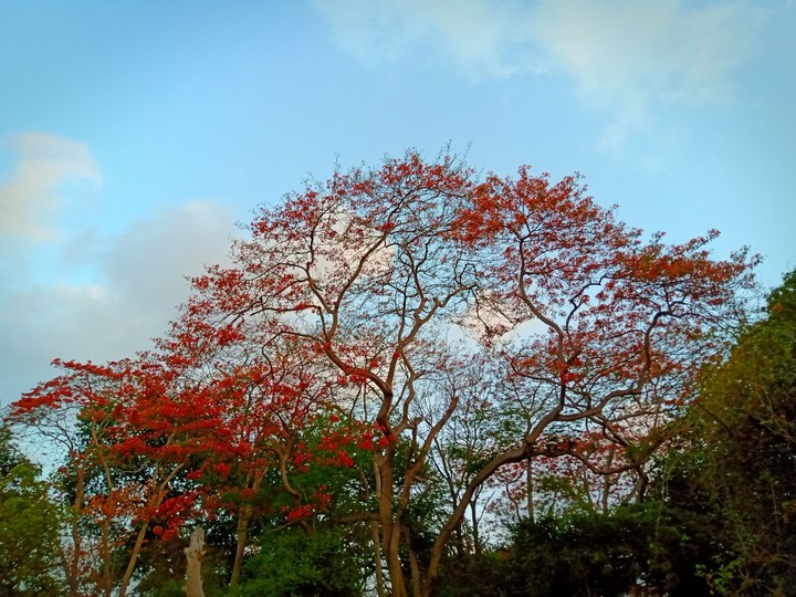 Gulmohar
