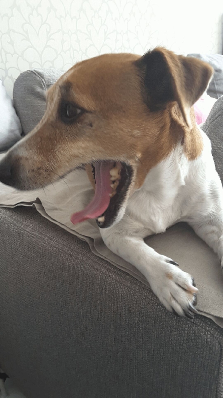ons hondje Zitake
