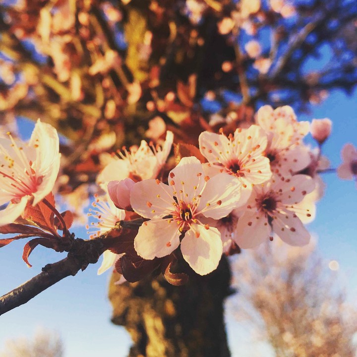 flower ?