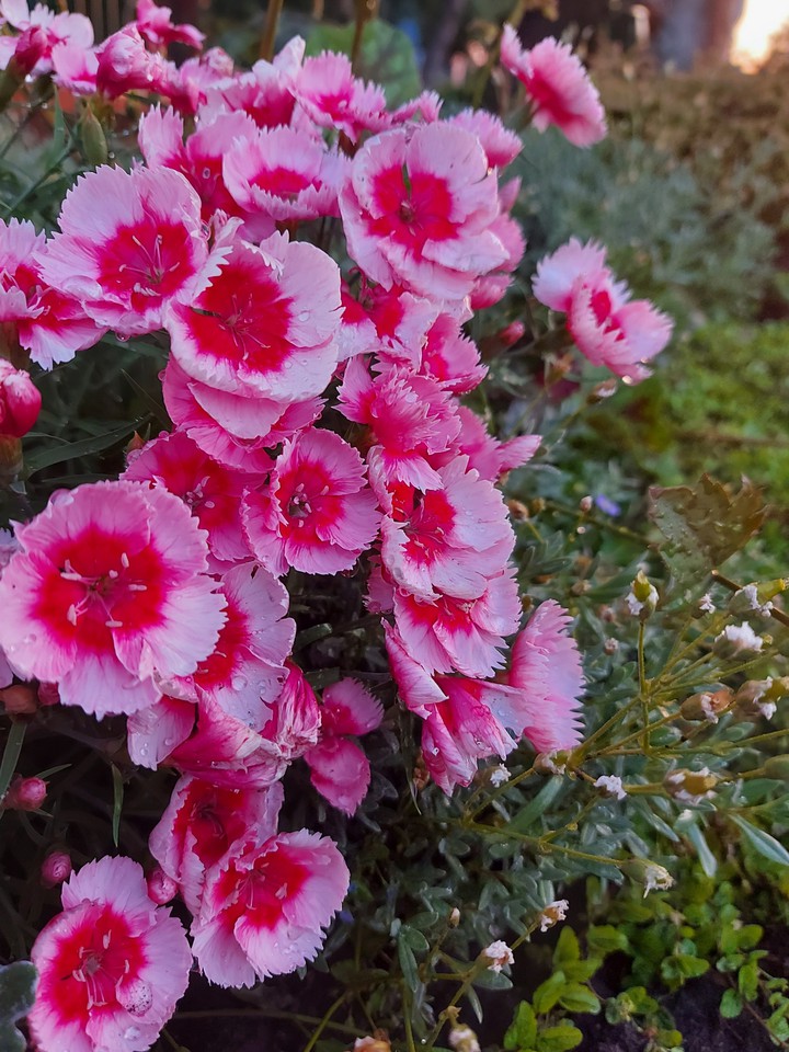 flowers
