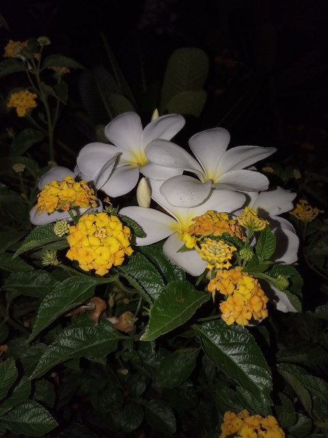 sfondi yellow, floristry
