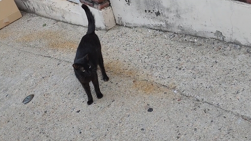 Black cat