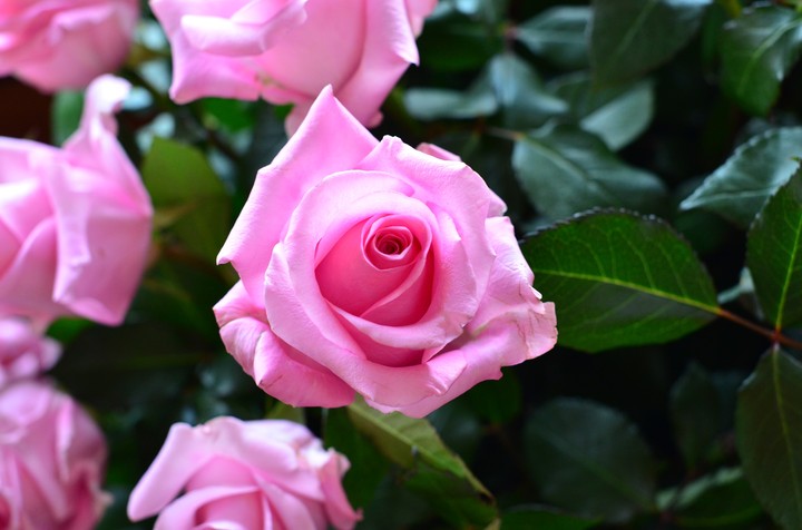 rosa