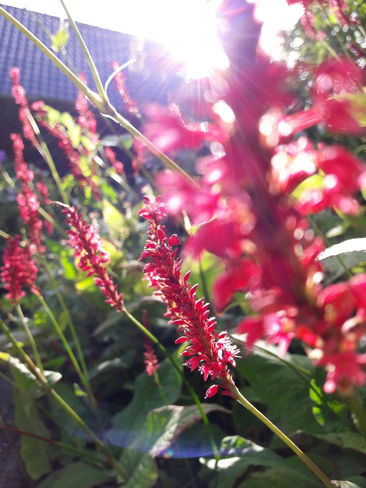 Pink Flowers