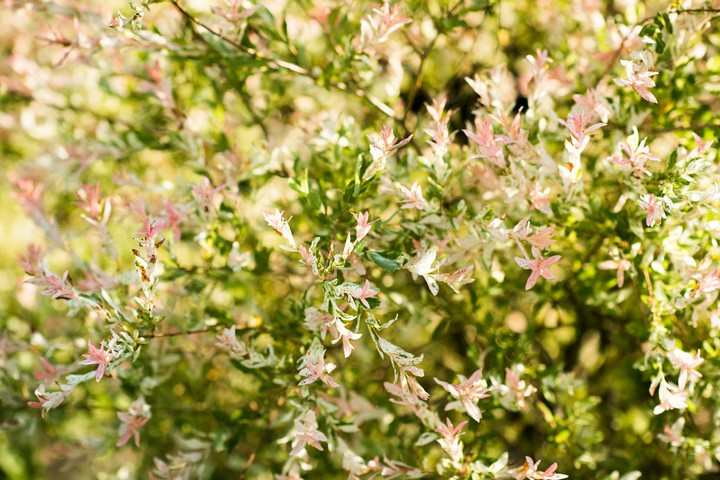 spring tree