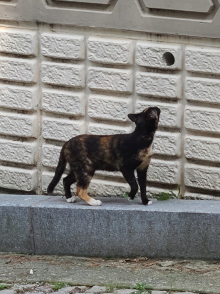 고양이
