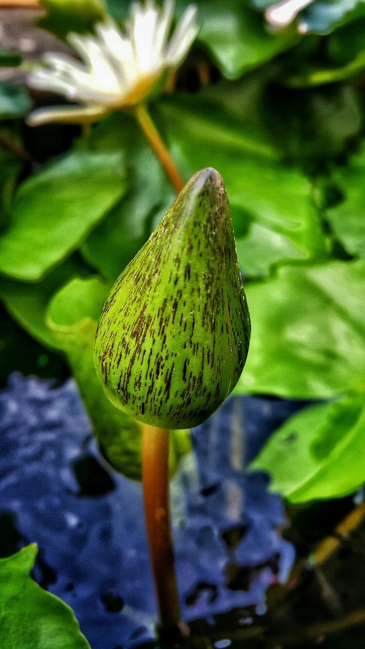 lotus