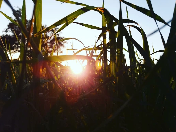 nature