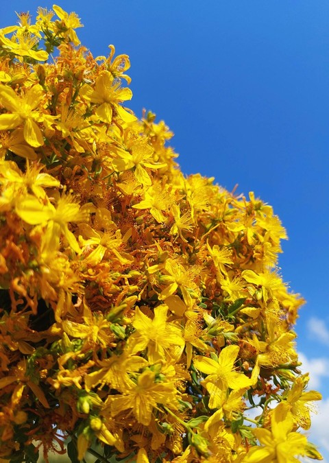 خلفيات flower, Pollen