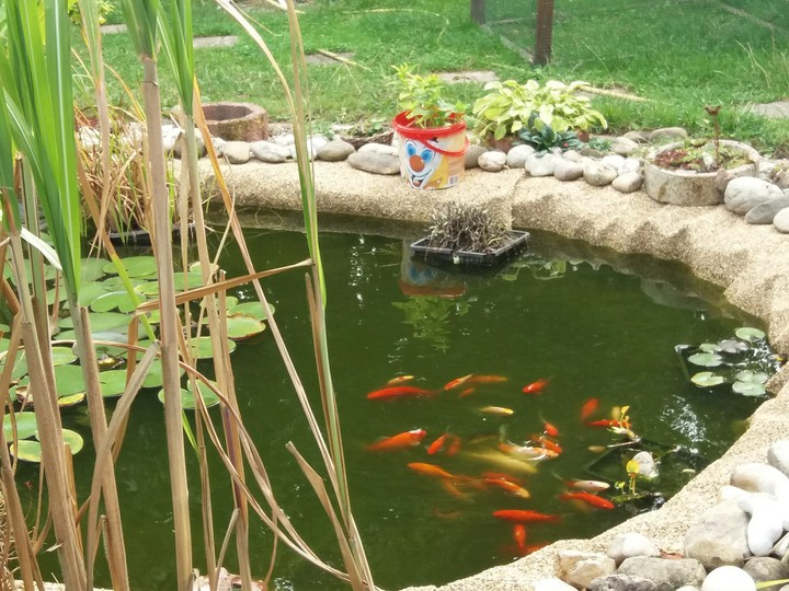 Der fisch auf den kleine Garten