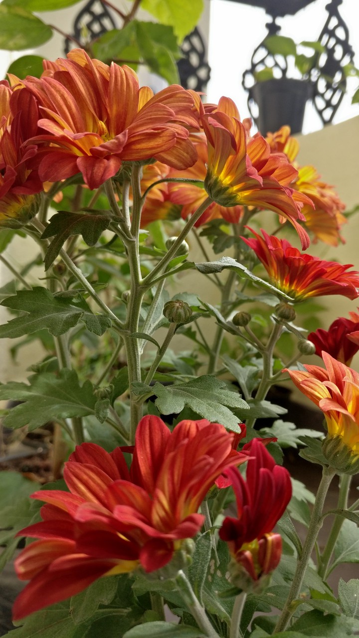 Flowers