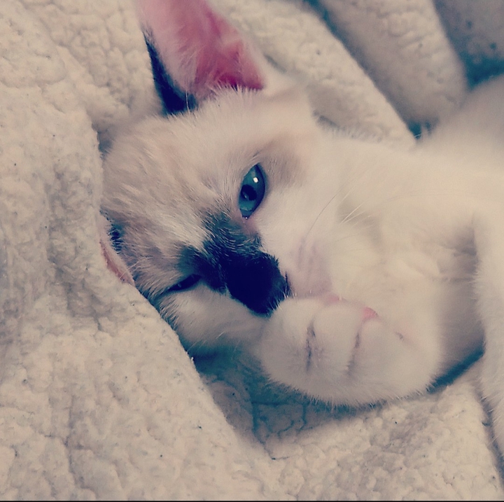 white kitten