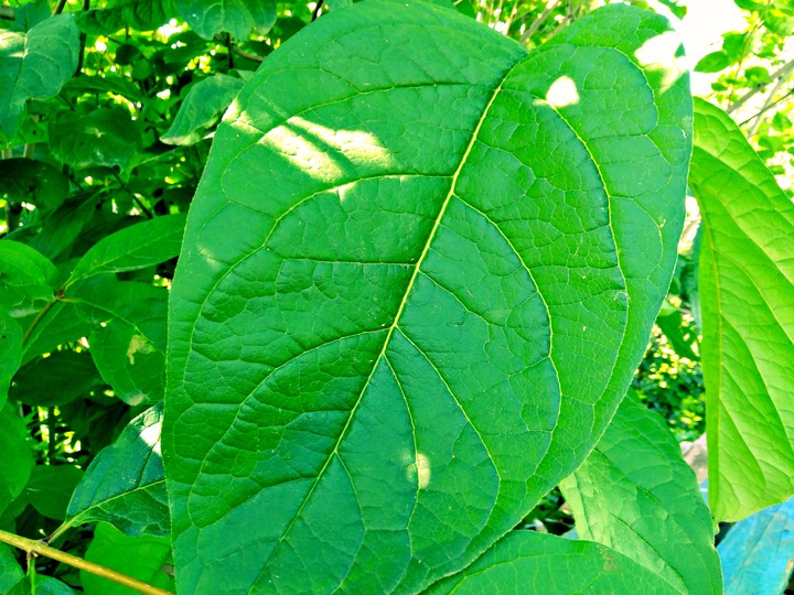 green
