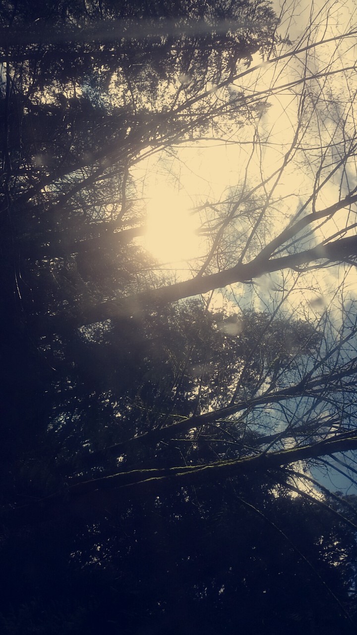 Trees