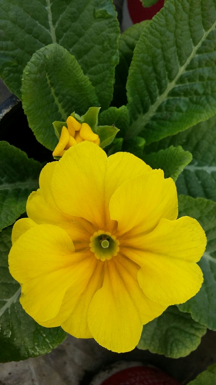 Yellow primula