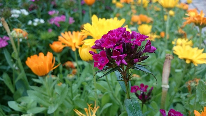 flower