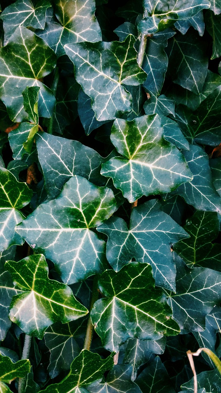 ivy leaves