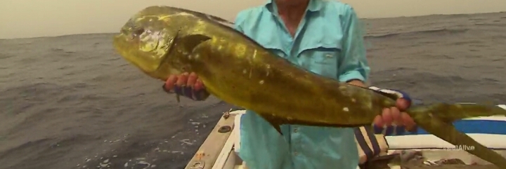 Fish..