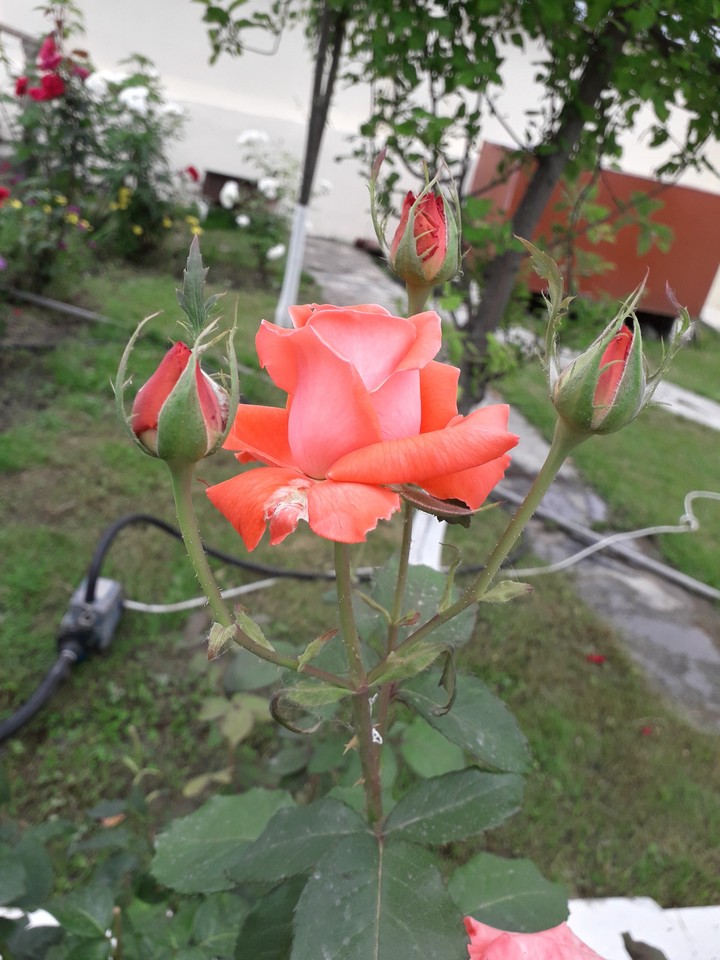 flower