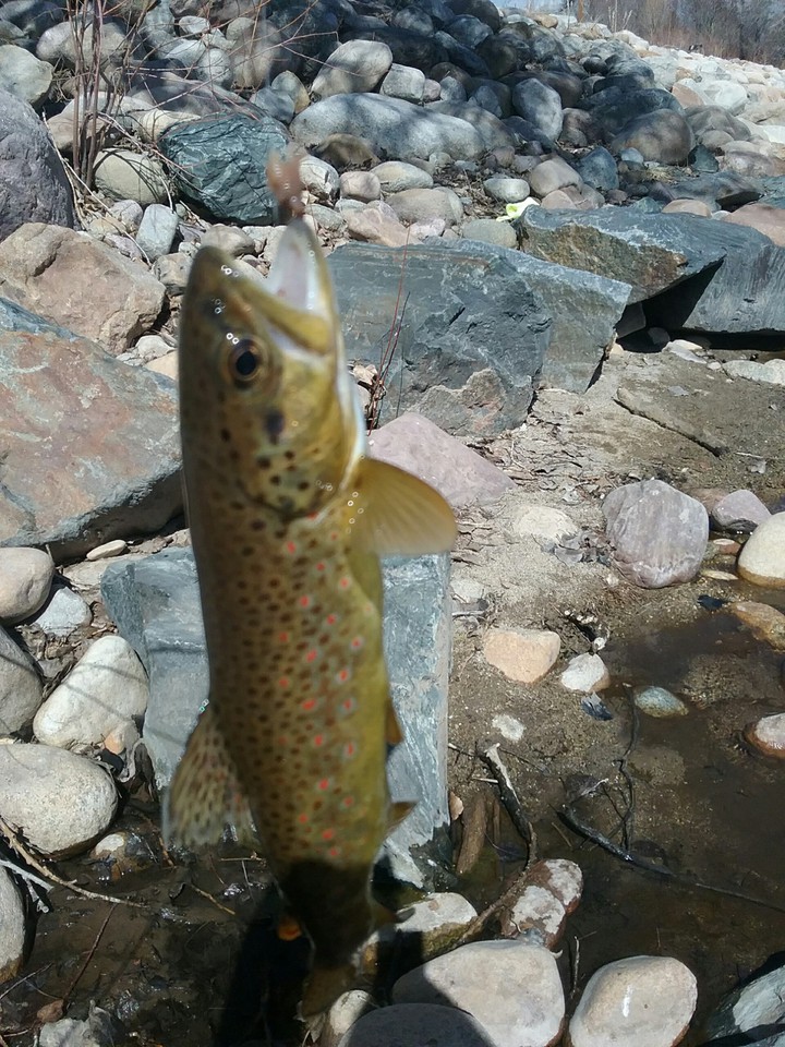 First fish of the year.