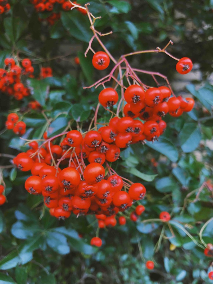 Red Color