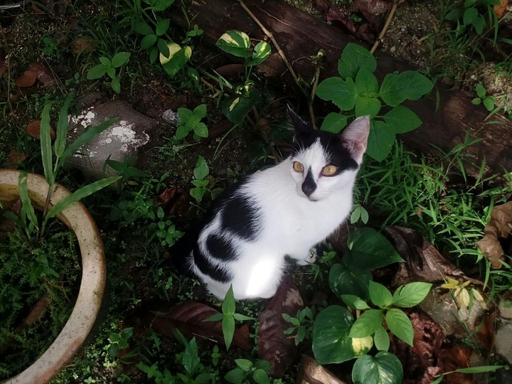 cat