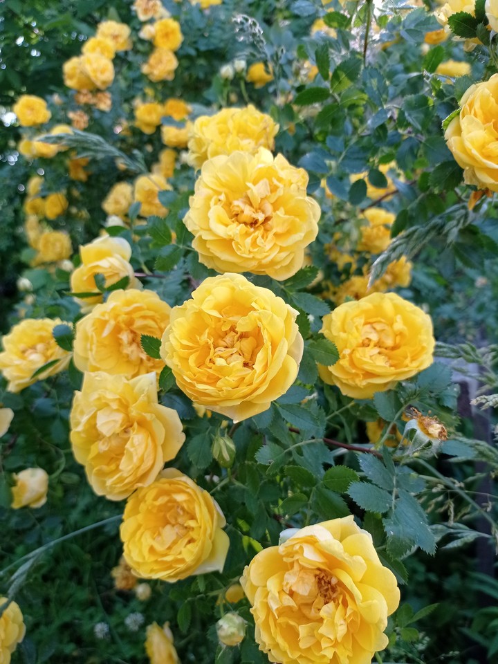 yellow roses