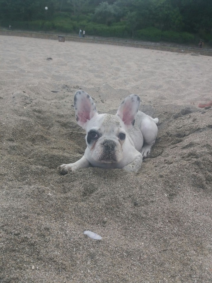Frenchie in the sand