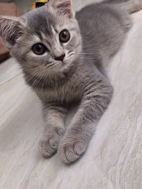 Bella