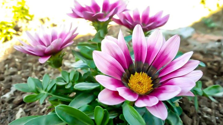 Pink Flower