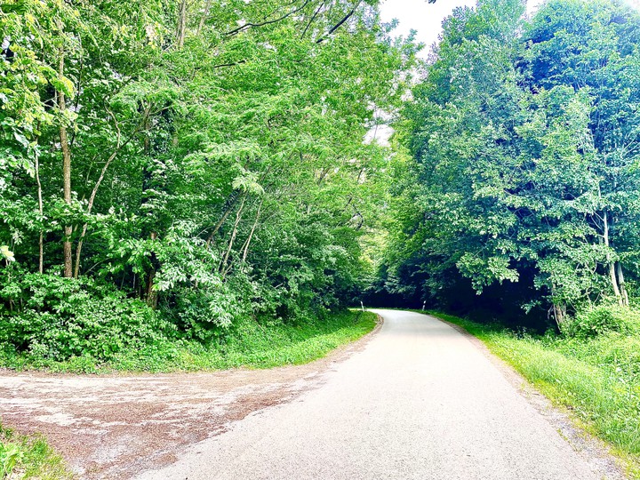 Road in the woods