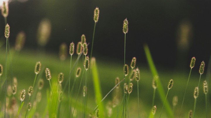 wild grass