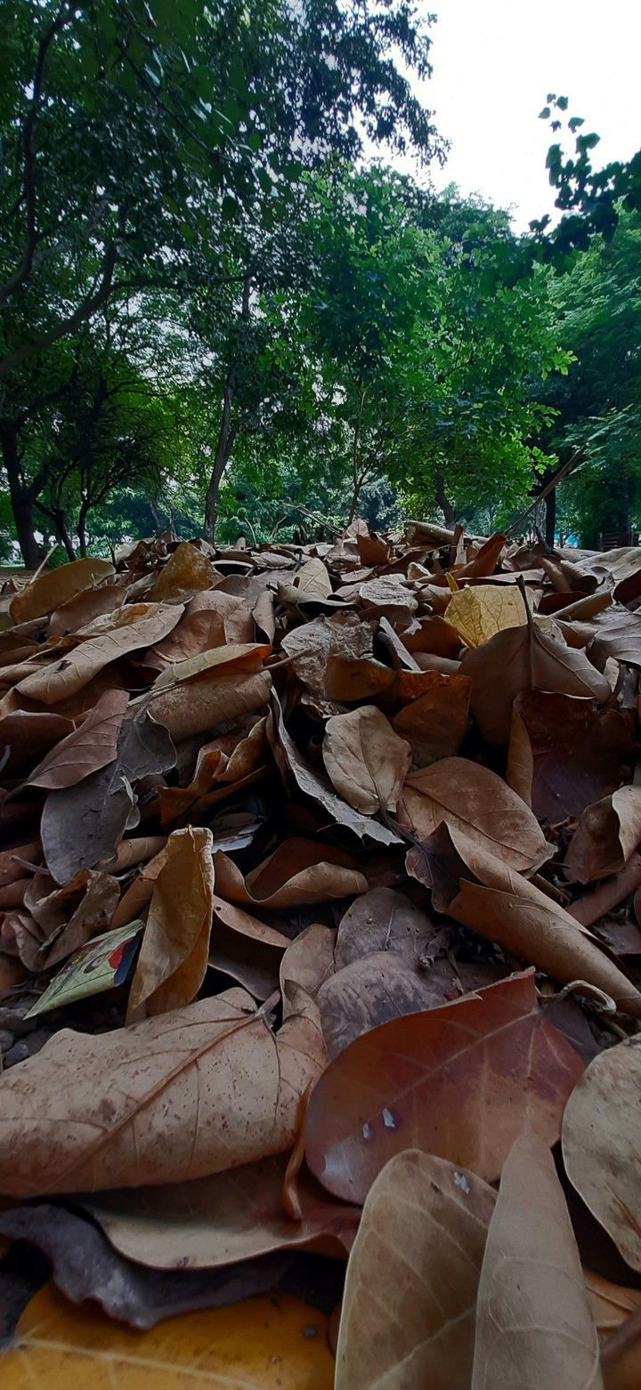leaves