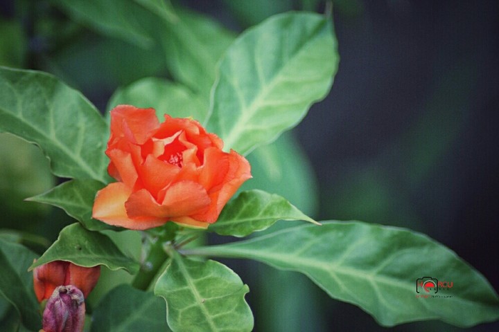 flower
