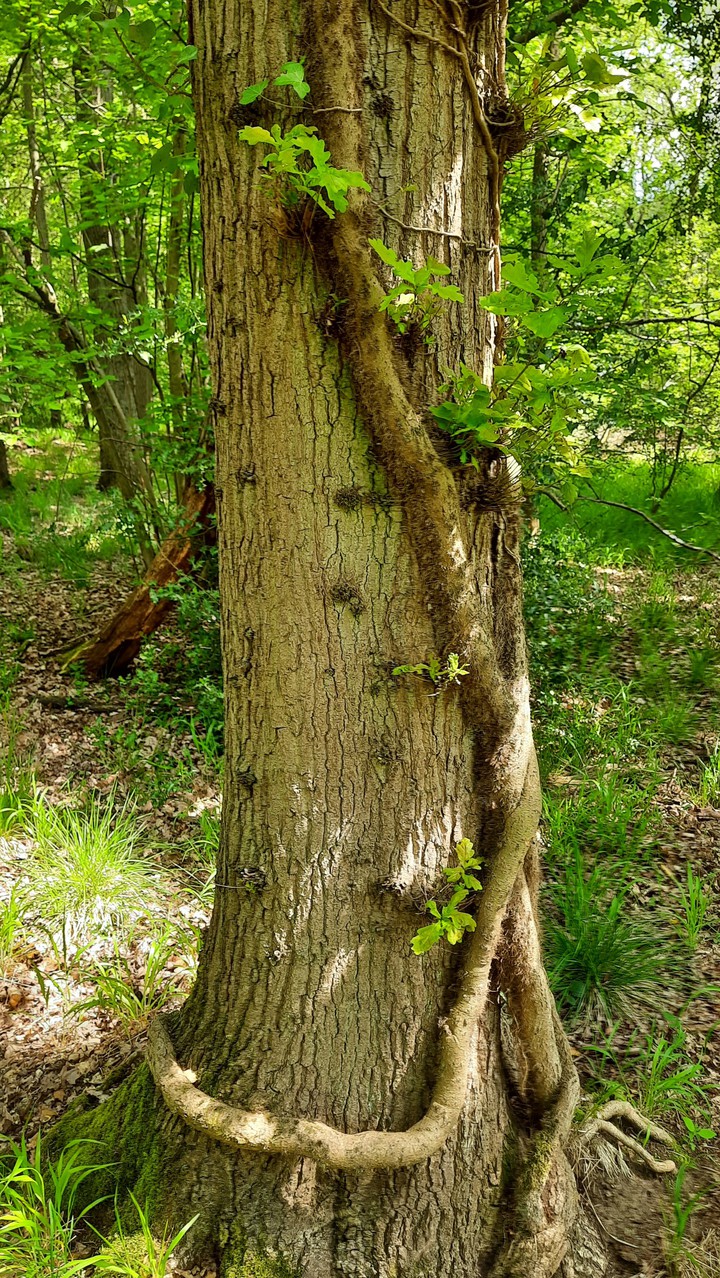 Interesting Tree